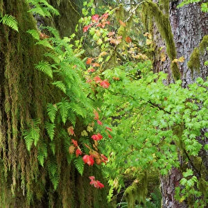 Autumn vine maple, Hoh rainforest