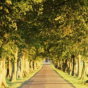 Avenue of trees, Gloucestershire, England, UK