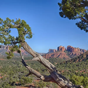 AZ, Sedona, Red Rock Country, Juniper tree and Cathedral Rock