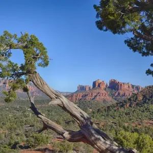 AZ, Sedona, Red Rock Country, Juniper tree and Cathedral Rock AZ, Sedona, Red Rock Country, Juniper tree and Cathedral Rock