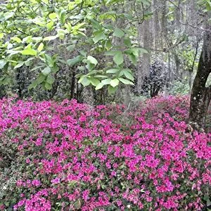 Azalea flowering and Spanish moss in oak trees at Alfred Maclay Gardens State Park Tallahassee