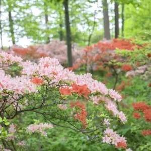Azalea Woods, Winterthur, Delaware, USA Azalea Woods, Winterthur, Delaware, USA