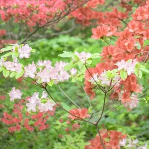 Azalea Woods, Winterthur, Delaware, USA Azalea Woods, Winterthur, Delaware, USA