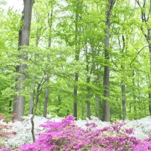 Azalea Woods, Winterthur, Delaware, USA Azalea Woods, Winterthur, Delaware, USA