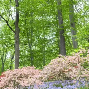 Azalea Woods, Winterthur, Delaware, USA Azalea Woods, Winterthur, Delaware, USA