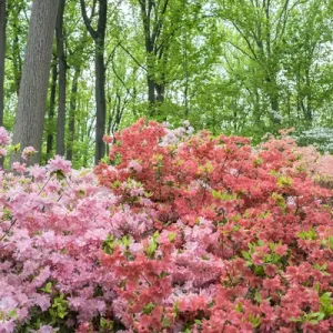 Azalea Woods, Winterthur, Delaware, USA Azalea Woods, Winterthur, Delaware, USA