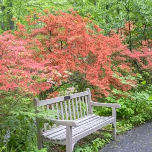 Azalea Woods, Winterthur, Delaware, USA Azalea Woods, Winterthur, Delaware, USA