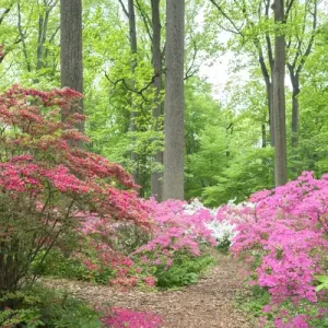 Azalea Woods, Winterthur, Delaware, USA Azalea Woods, Winterthur, Delaware, USA