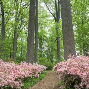 Azalea Woods, Winterthur, Delaware, USA Azalea Woods, Winterthur, Delaware, USA