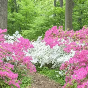 Azalea Woods, Winterthur, Delaware, USA Azalea Woods, Winterthur, Delaware, USA