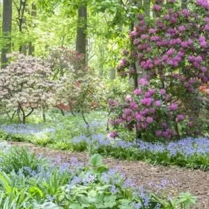 Azalea Woods, Winterthur, Delaware, USA Azalea Woods, Winterthur, Delaware, USA