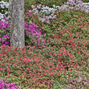 Azeleas in full bloom Middleton Place, Charleston South Carolina