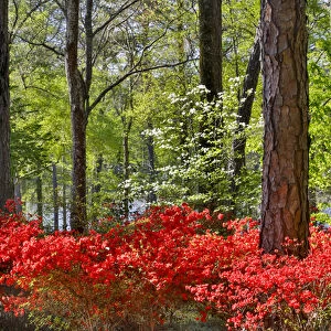 Azeleas in bloom under pine trees, Callaway Gardens Georgia