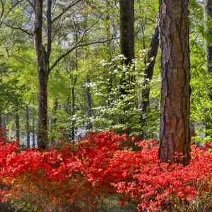 Azeleas in bloom under pine trees, Callaway Gardens Georgia Azeleas in bloom under pine trees, Callaway Gardens Georgia