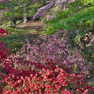 Azeleas in bloom under pine trees, Callaway Gardens Georgia Azeleas in bloom under pine trees, Callaway Gardens Georgia