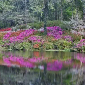 Azeleas in full bloom reflected in calm pond Middleton Place, Charleston South Carolina