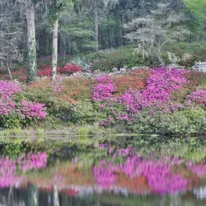 Azeleas in full bloom reflected in calm pond Middleton Place, Charleston South Carolina