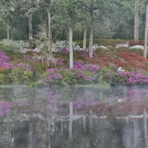 Azeleas in full bloom reflected in calm pond Middleton Place, Charleston South Carolina