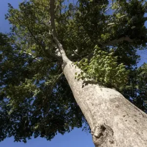Azerbaijan, Sheki. A photo of a tree from below