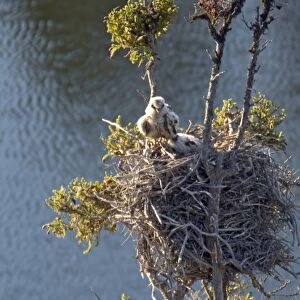 Baby Peregrine falcons in down in nest on land in the Whitefish Lake area, Northwest Territories