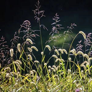 Backlit grass seedhead