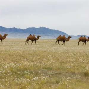 Bactrian Camel Herd Print, Gobi Desert Landscape Bactrian Camel Herd Print, Gobi Desert Landscape