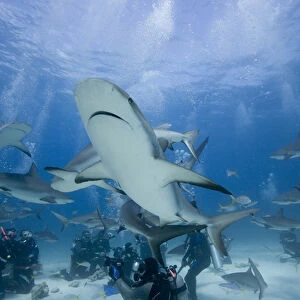 Bahamas, New Providence Island, Scuba divers and Caribbean Reef Sharks during Stuart