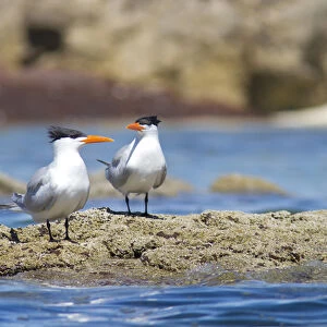 Baja, Sea of Cortez, Mexico. Royal Terns (Sterna maxima) on an intertidal rock at