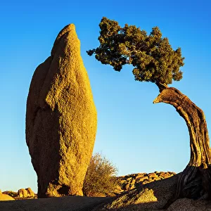 Balanced rock and juniper, Joshua Tree National Park, California, USA