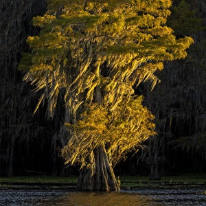 Bald cypress trees in autumn colors at sunset. Caddo Lake, Uncertain, Texas