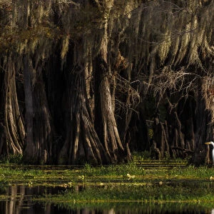 Bald cypress trees and Great Egret. Caddo Lake, Uncertain, Texas