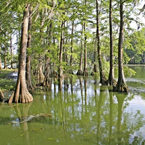 Bald cypress trees, Greenfield Lake, Wilmington, North Carolina