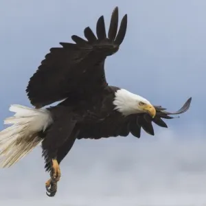 Bald Eagle Print Bald Eagle Print