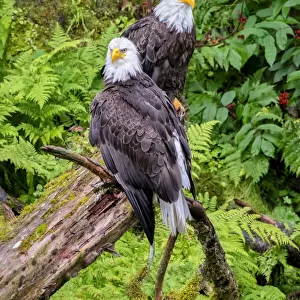 Bald Eagle, Anan Creek, Wrangell, Alaska, USA