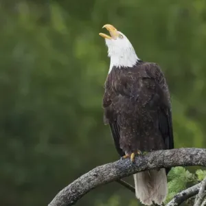 Bald Eagle Calling Bald Eagle Calling
