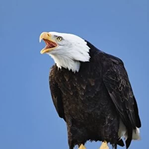 Bald Eagle calling, Homer, Alaska, Haliaetus leucocephalus