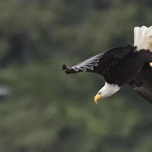 Bald Eagle, Diving