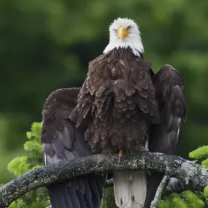 Bald Eagle Drying Wings Bald Eagle Drying Wings