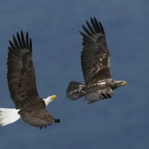 Bald Eagle Flight Bald Eagle Flight
