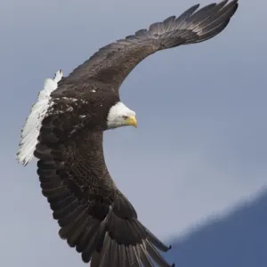 Bald Eagle in Flight Print Bald Eagle in Flight Print