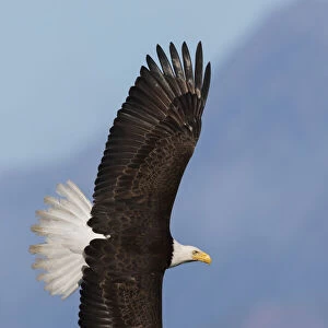 Bald eagle flyby