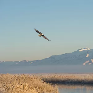 Bald Eagle flying over Farmington Bay Waterfowl Management Area Utah Division of Wildlife Resources