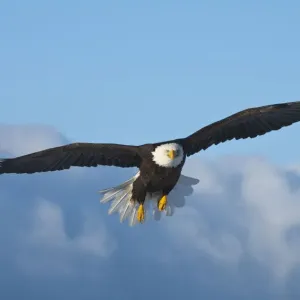 Bald Eagle flying, Homer, Alaska, USA Bald Eagle flying, Homer, Alaska, USA