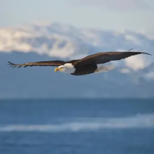 Bald Eagle flying over the ocean, snow mountain in the distance, Homer, Alaska, USA Bald Eagle flying over the ocean, snow mountain in the distance, Homer, Alaska, USA