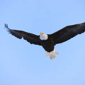 Bald Eagle flying in the sky, Haines, Alaska, USA Bald Eagle flying in the sky, Haines, Alaska, USA