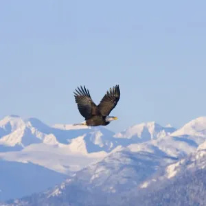 Bald Eagle flying over snow mountain, Haines, Alaska, USA Bald Eagle flying over snow mountain, Haines, Alaska, USA