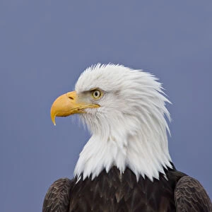Bald Eagle (Haliaeetus leucocephalus) portrait