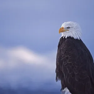 Bald Eagle, Homer, Alaska, USA Bald Eagle, Homer, Alaska, USA