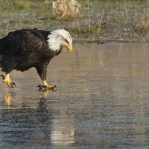 Bald Eagle on Ice Bald Eagle on Ice