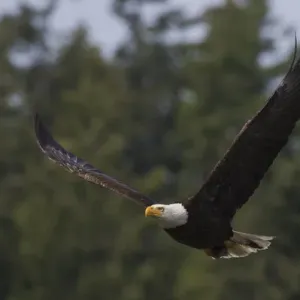 Bald Eagle with Meal Bald Eagle with Meal